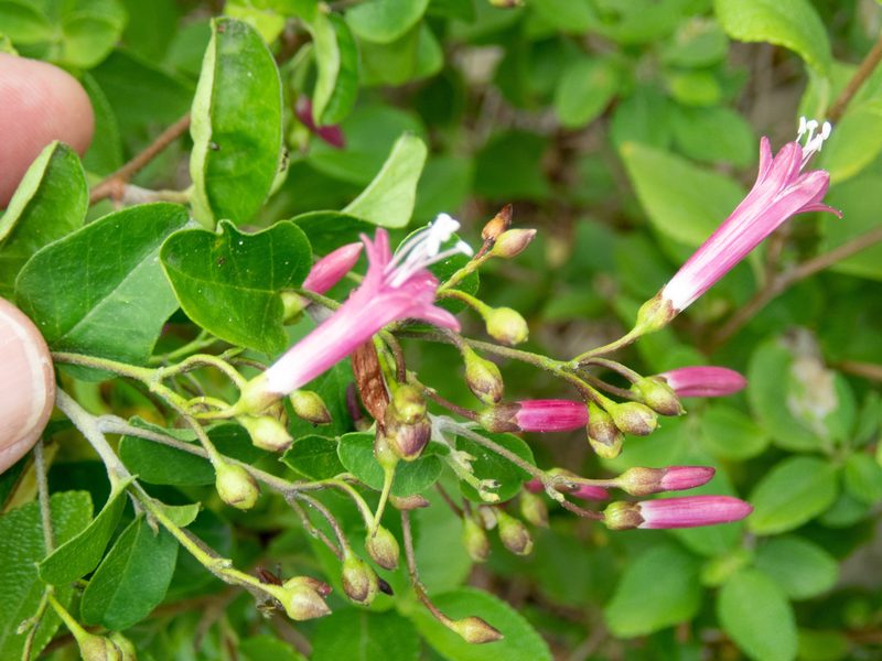 Jacquemontia solanifolia, photographed by Don Loarie