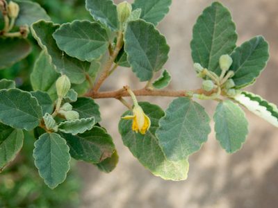 Corchorus hirsutus, photographed by Don Loarie