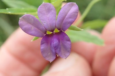 Monopsis stellarioides, photographed by Peter Warren