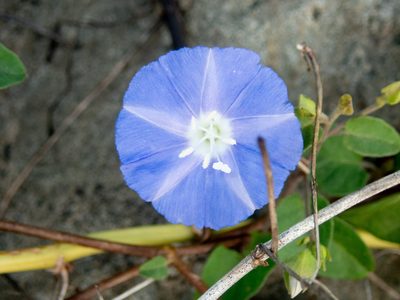 Jacquemontia cumanensis, photographed by Don Loarie