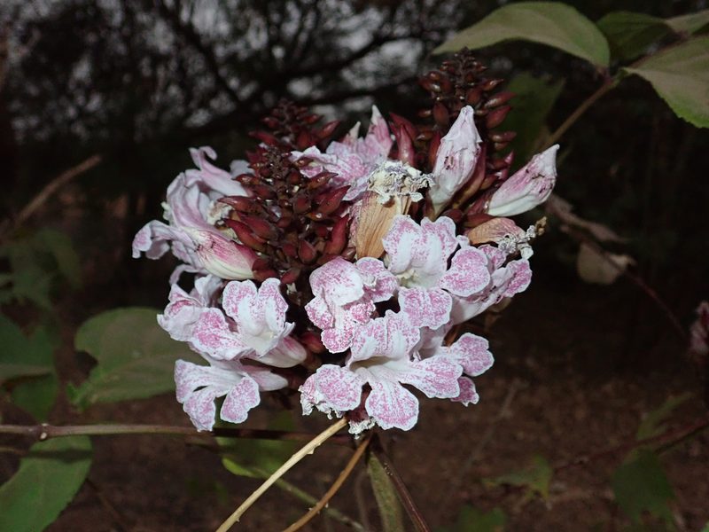Newbouldia laevis, photographed by Julien Renoult