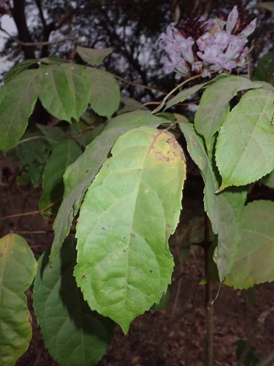 Newbouldia laevis, photographed by Julien Renoult