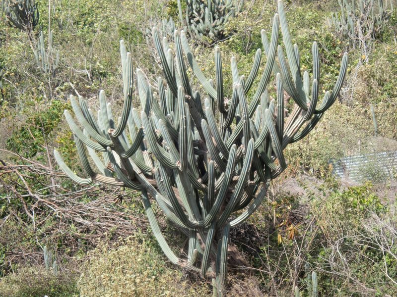 Pilosocereus armatus, photographed by Don Loarie