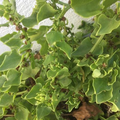 Patellifolia procumbens, photographed by Andre Hosper