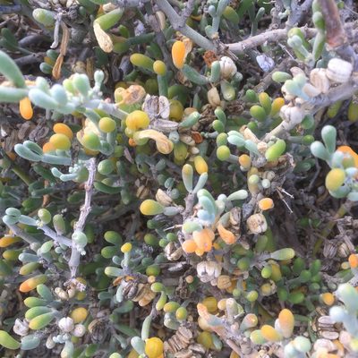 Zygophyllum fontanesii, photographed by Andre Hosper