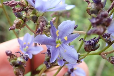 Aristea angolensis, photographed by Peter Warren