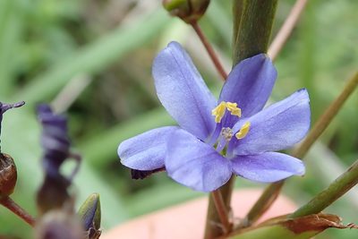 Aristea angolensis, photographed by Peter Warren