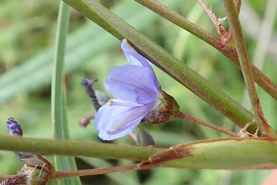 Aristea angolensis, photographed by Peter Warren