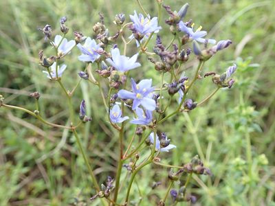 Aristea angolensis