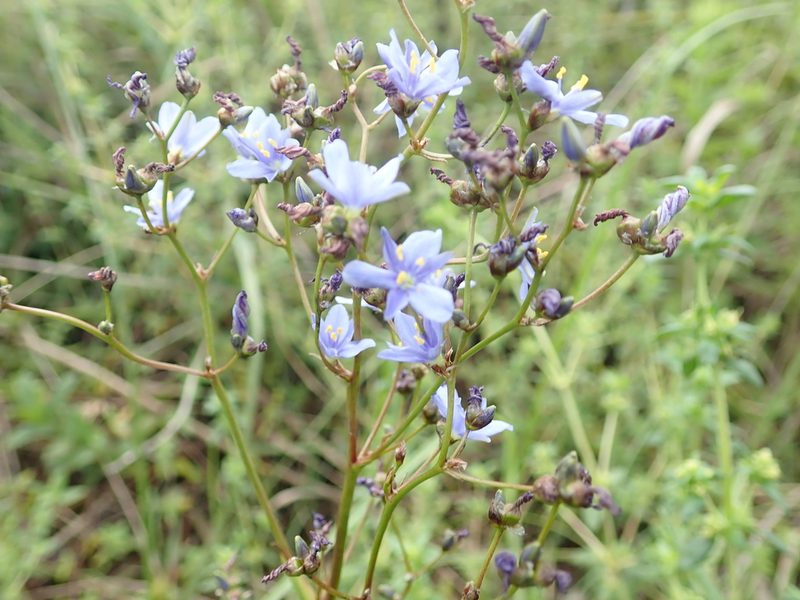 Aristea angolensis, photographed by Peter Warren