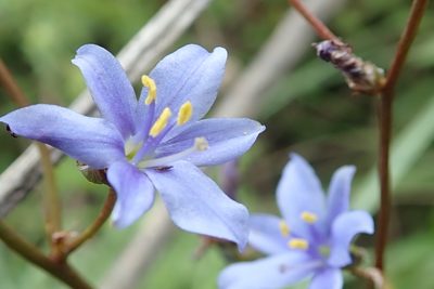 Aristea angolensis, photographed by Peter Warren