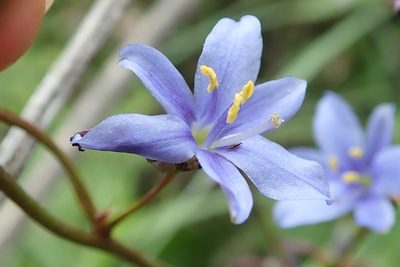 Aristea angolensis, photographed by Peter Warren