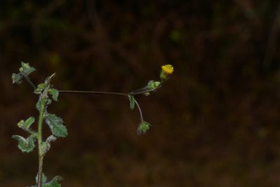 Blumea oxyodonta, photographed by S.MORE