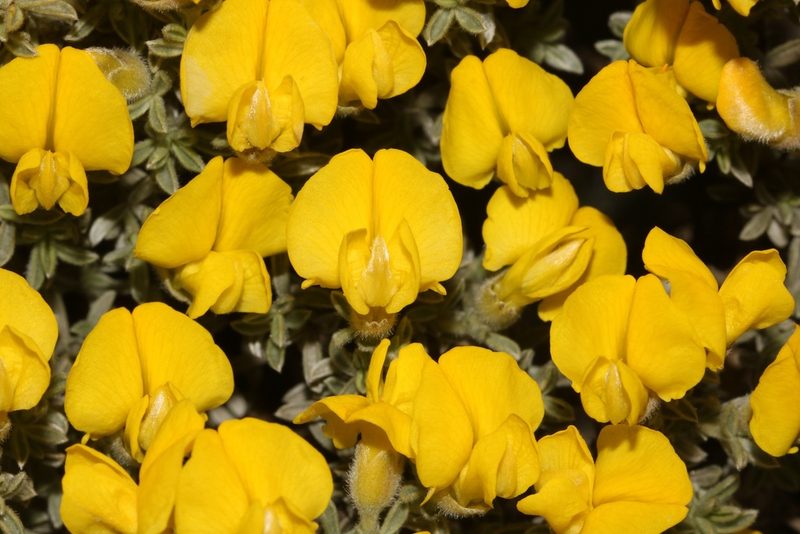 Polhillia xairuensis, photographed by Brian du Preez