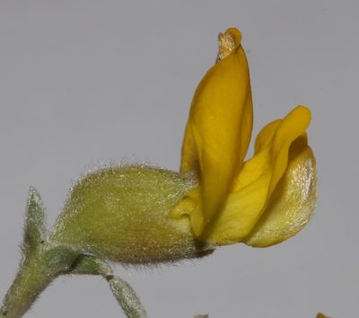 Polhillia xairuensis, photographed by Brian du Preez