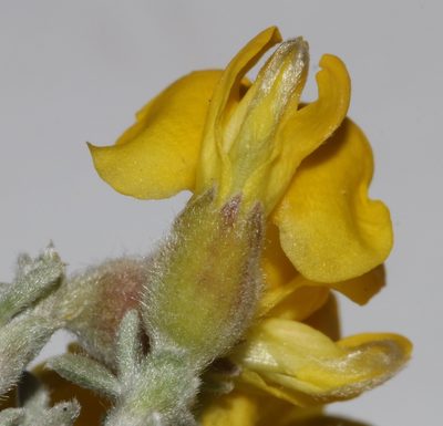Polhillia xairuensis, photographed by Brian du Preez