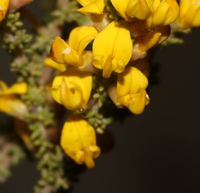Aspalathus steudeliana, photographed by Brian du Preez
