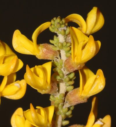 Aspalathus steudeliana, photographed by Brian du Preez