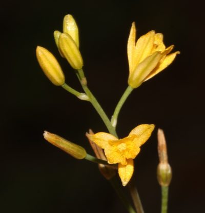 Bulbine praemorsa, photographed by Brian du Preez