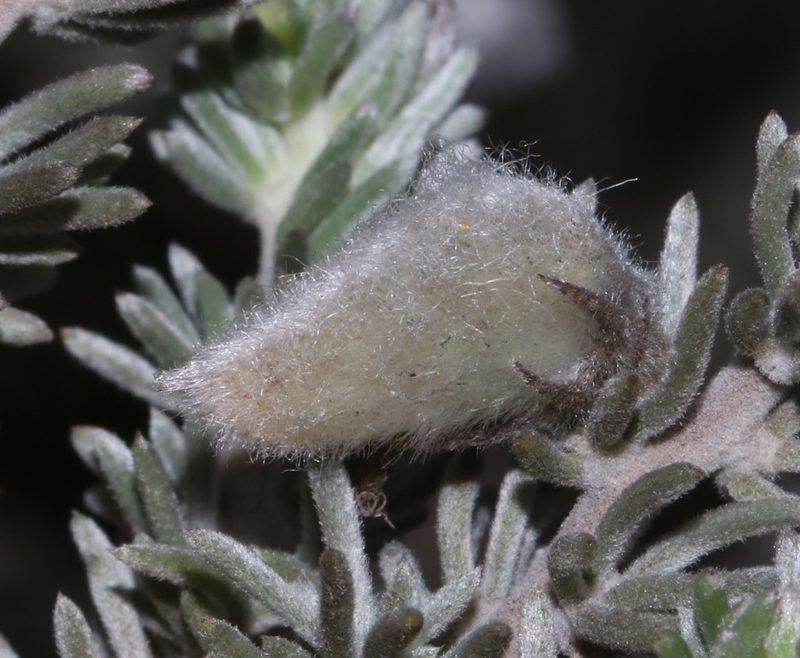 Aspalathus eustonbrownii, photographed by Brian du Preez