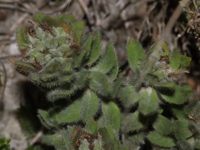 Xiphotheca guthriei, photographed by Brian du Preez