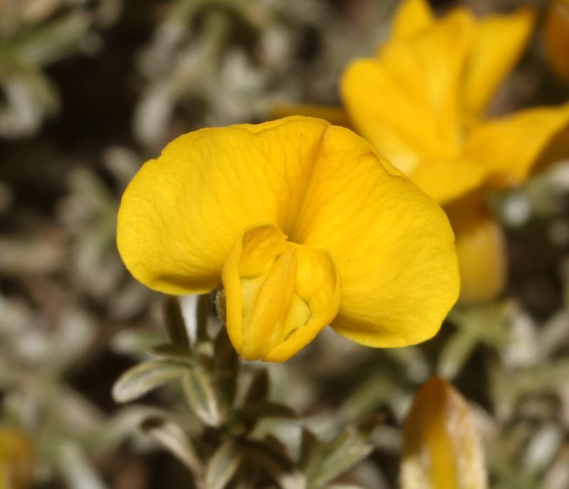 Polhillia stirtoniana, photographed by Brian du Preez