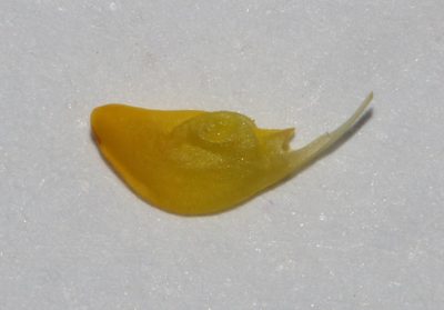 Aspalathus incomta, photographed by Brian du Preez