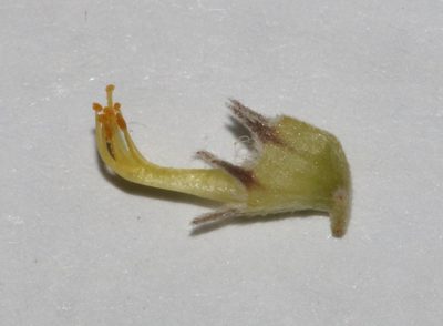 Aspalathus incomta, photographed by Brian du Preez