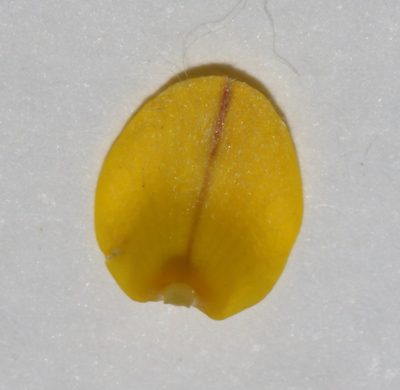 Aspalathus incomta, photographed by Brian du Preez