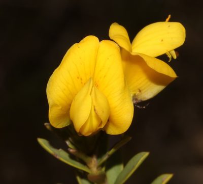 Liparia striata, photographed by Brian du Preez