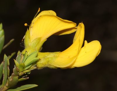 Liparia striata, photographed by Brian du Preez