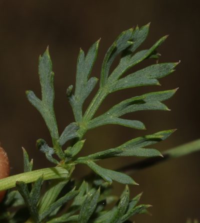 Notobubon collinum, photographed by Brian du Preez