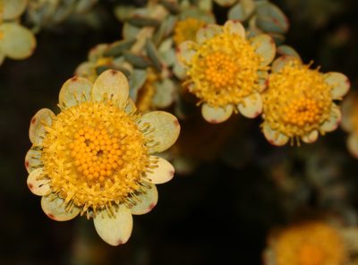 Leucadendron coriaceum, photographed by Brian du Preez