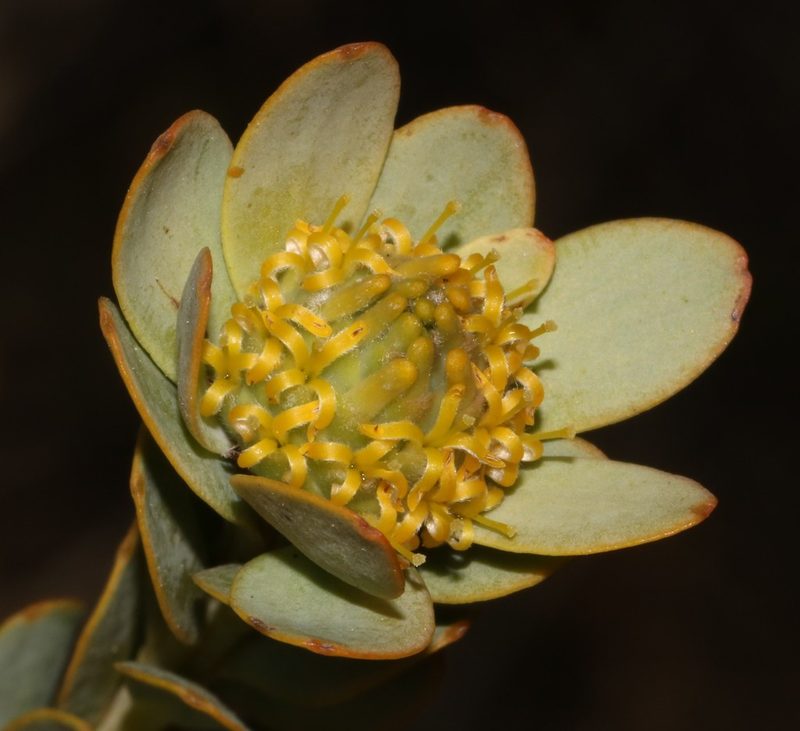 Leucadendron coriaceum, photographed by Brian du Preez