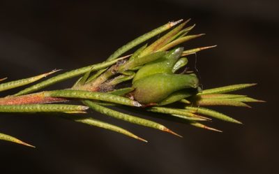 Euchaetis longicornis, photographed by Brian du Preez