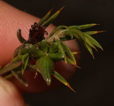 Euchaetis longicornis, photographed by Brian du Preez