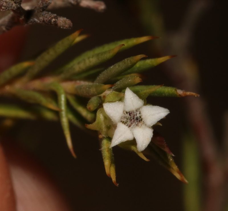 Euchaetis longicornis, photographed by Brian du Preez