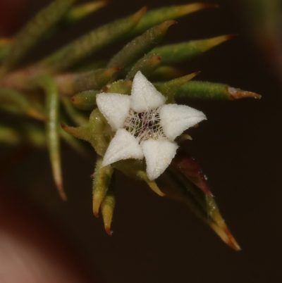 Euchaetis longicornis, photographed by Brian du Preez