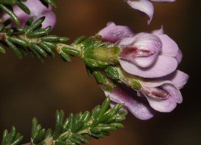 Aspalathus nigra, photographed by Brian du Preez