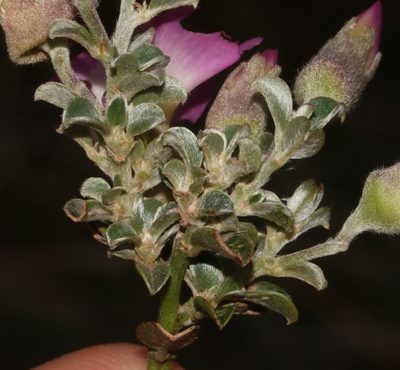 Podalyria biflora, photographed by Brian du Preez