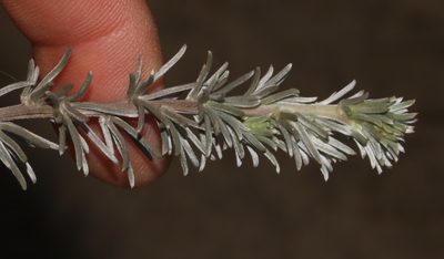 Aspalathus eustonbrownii, photographed by Brian du Preez