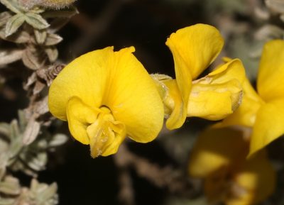 Polhillia xairuensis, photographed by Brian du Preez