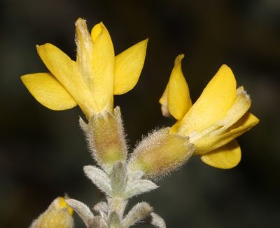 Polhillia xairuensis, photographed by Brian du Preez