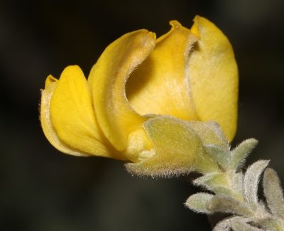 Polhillia xairuensis, photographed by Brian du Preez