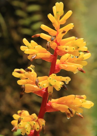 Guzmania testudinis, photographed by Tim Lenz