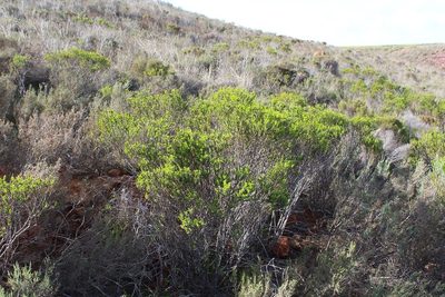 Liparia striata, photographed by Brian du Preez