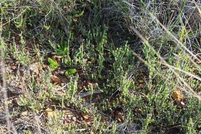 Mesembryanthemum napierense, photographed by Brian du Preez