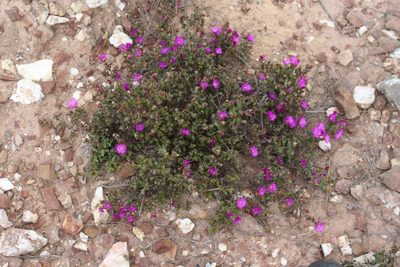 Drosanthemum quadratum, photographed by Brian du Preez