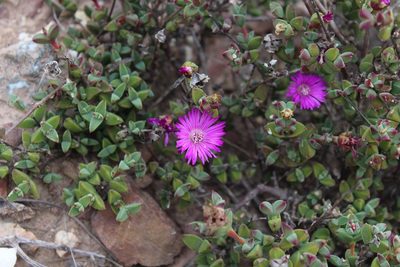 Drosanthemum quadratum, photographed by Brian du Preez