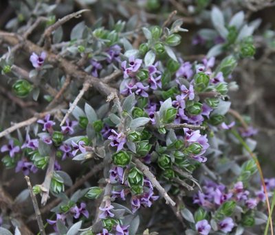 Amphithalea violacea, photographed by Brian du Preez